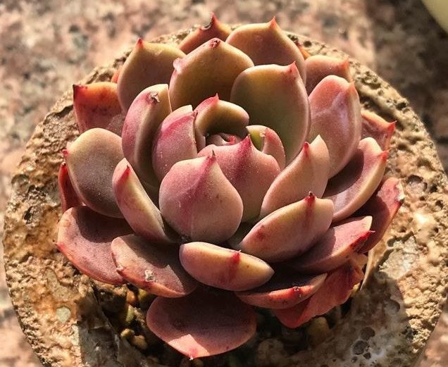 多肉植物2月份的养护与管理,停止施肥很重要,提高多肉存活率