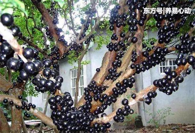 女性担心自己老太快,要坚持吃的食物,美容养颜、养护血管