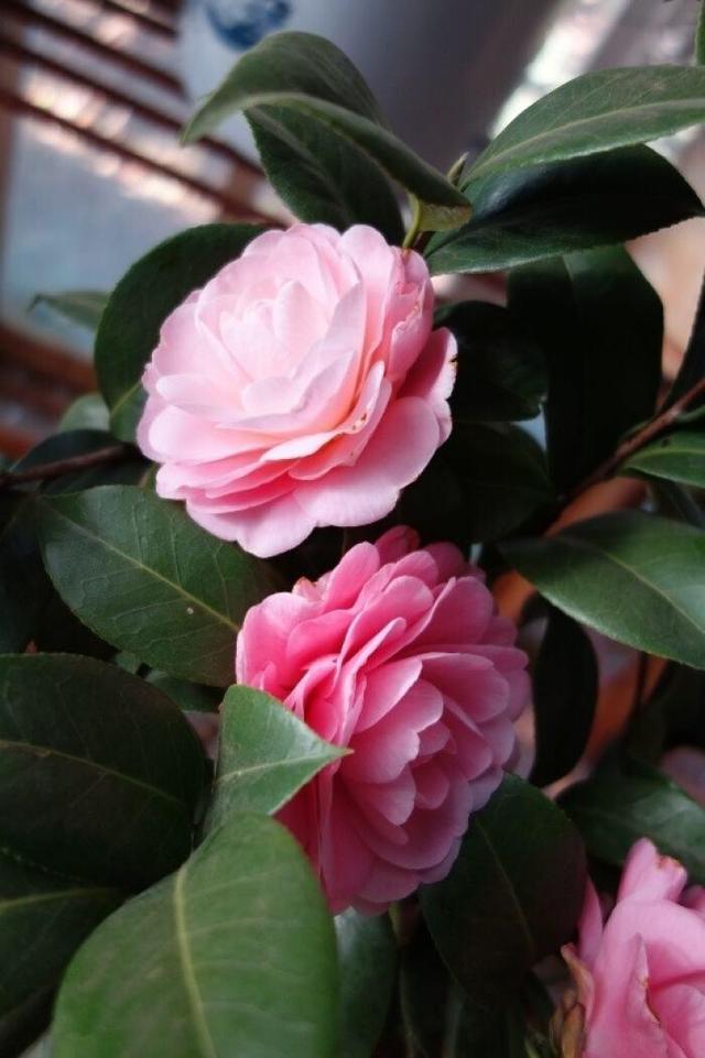 茶花素雅冬天开花,老花匠教你养护技巧,轻松开爆盆