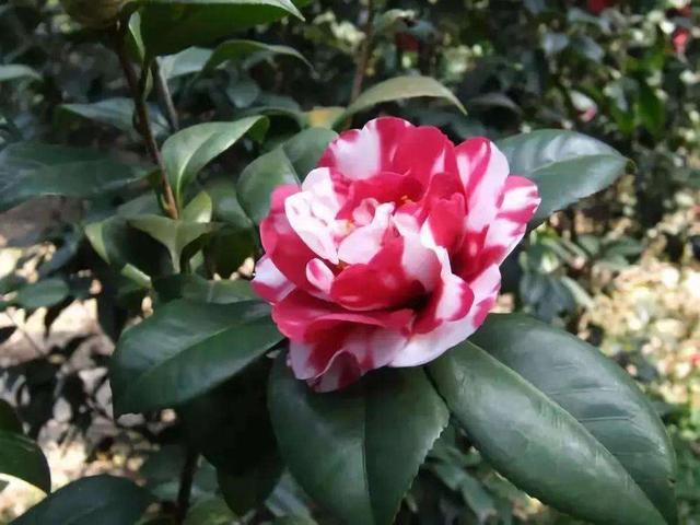 茶花素雅冬天开花,老花匠教你养护技巧,轻松开爆盆