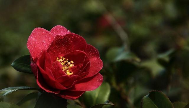 茶花素雅冬天开花,老花匠教你养护技巧,轻松开爆盆