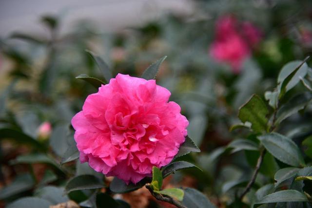 茶花素雅冬天开花,老花匠教你养护技巧,轻松开爆盆