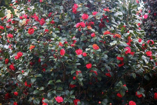 茶花素雅冬天开花,老花匠教你养护技巧,轻松开爆盆