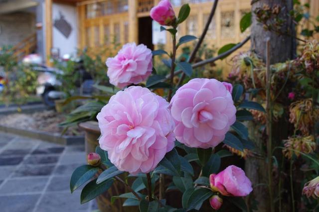 茶花素雅冬天开花,老花匠教你养护技巧,轻松开爆盆