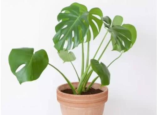 龟背竹秋季养护技巧,这几点很重要,叶片油亮不倒伏,开背快