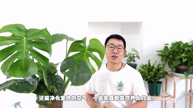 龟背竹秋季养护技巧,这几点很重要,叶片油亮不倒伏,开背快