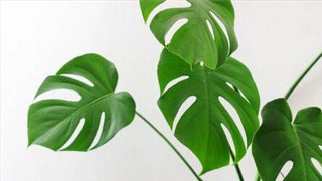 龟背竹秋季养护技巧,这几点很重要,叶片油亮不倒伏,开背快