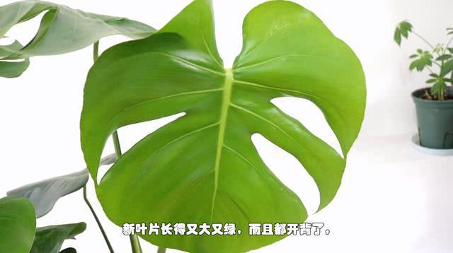 龟背竹秋季养护技巧,这几点很重要,叶片油亮不倒伏,开背快