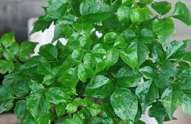 秋季养护幸福树,做好几点,不烂根不掉叶,生长速度快