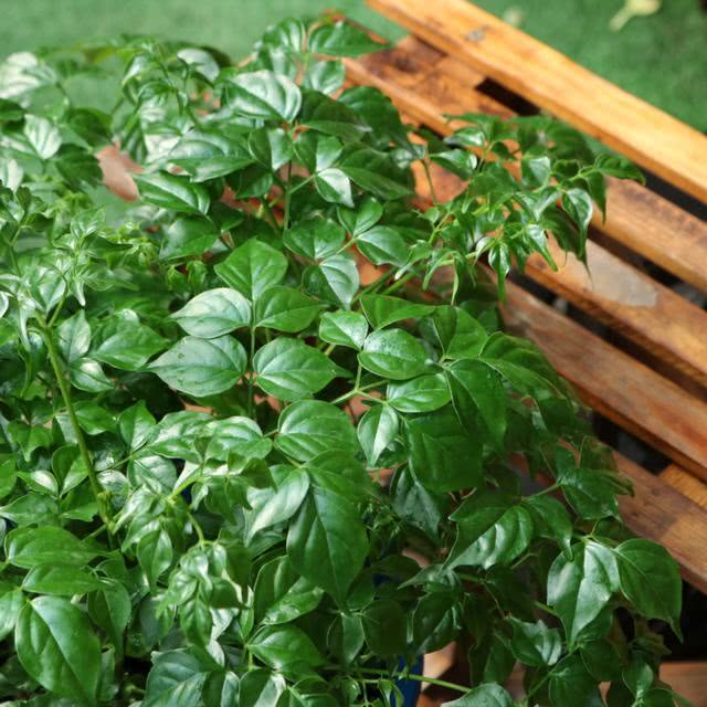 秋季养护幸福树,做好几点,不烂根不掉叶,生长速度快