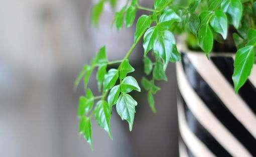 秋季养护幸福树,做好几点,不烂根不掉叶,生长速度快