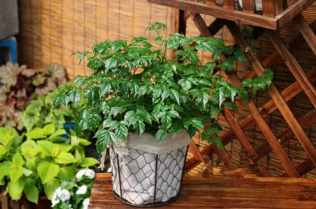 秋季养护幸福树,做好几点,不烂根不掉叶,生长速度快