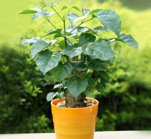 秋季养护幸福树,做好几点,不烂根不掉叶,生长速度快