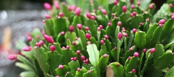 11月养护蟹爪兰，几点很关键，长出又大又饱满的花苞，轻松爆盆