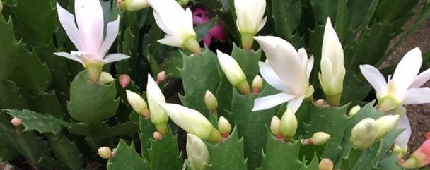 11月养护蟹爪兰，几点很关键，长出又大又饱满的花苞，轻松爆盆