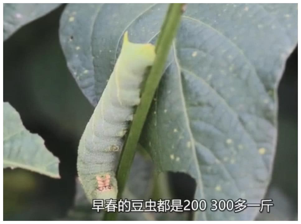 这种田里的“害虫”，如今一斤卖300元，农民都不舍得打农药了