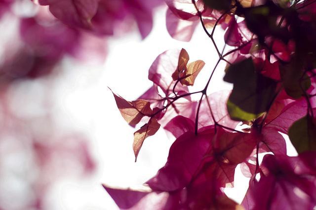 三角梅有“添财好运”寓意，冬天养护注意技巧，来年开花不受影响