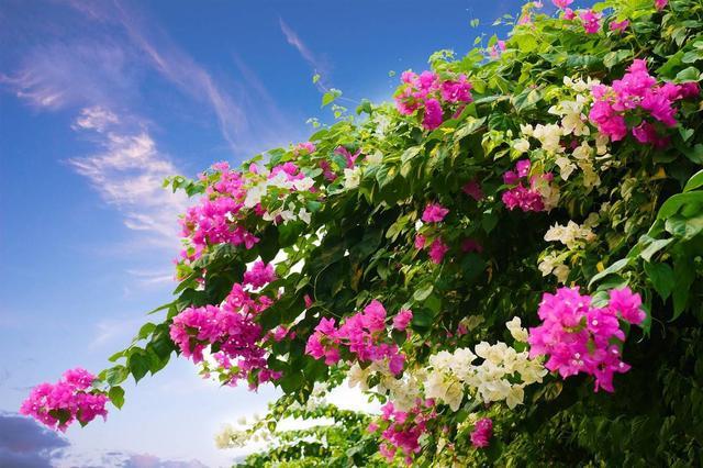 三角梅有“添财好运”寓意，冬天养护注意技巧，来年开花不受影响