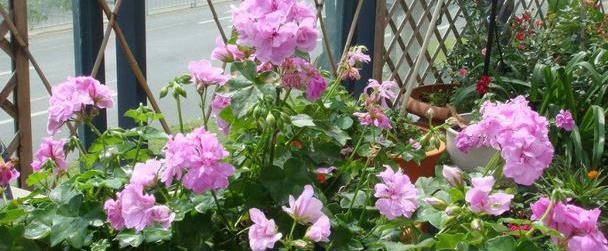 盆栽天竺葵,养护的时候也要注意几点,让它花量大花色美