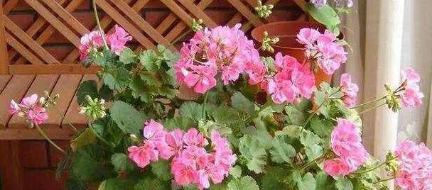 盆栽天竺葵,养护的时候也要注意几点,让它花量大花色美