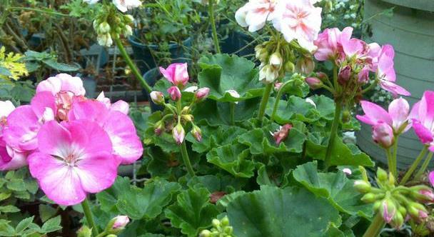 盆栽天竺葵,养护的时候也要注意几点,让它花量大花色美