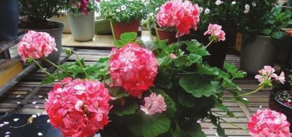 盆栽天竺葵,养护的时候也要注意几点,让它花量大花色美