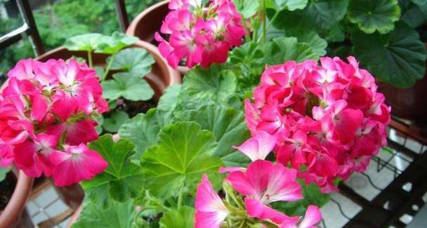 盆栽天竺葵,养护的时候也要注意几点,让它花量大花色美