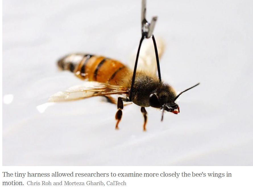 动图欣赏：蜜蜂划水