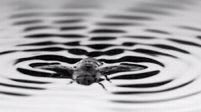 动图欣赏：蜜蜂划水