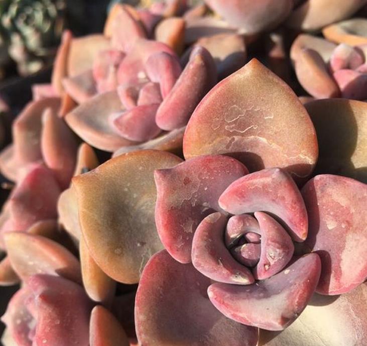 降温后养护多肉,注意“3要素”,叶片变得更肥厚