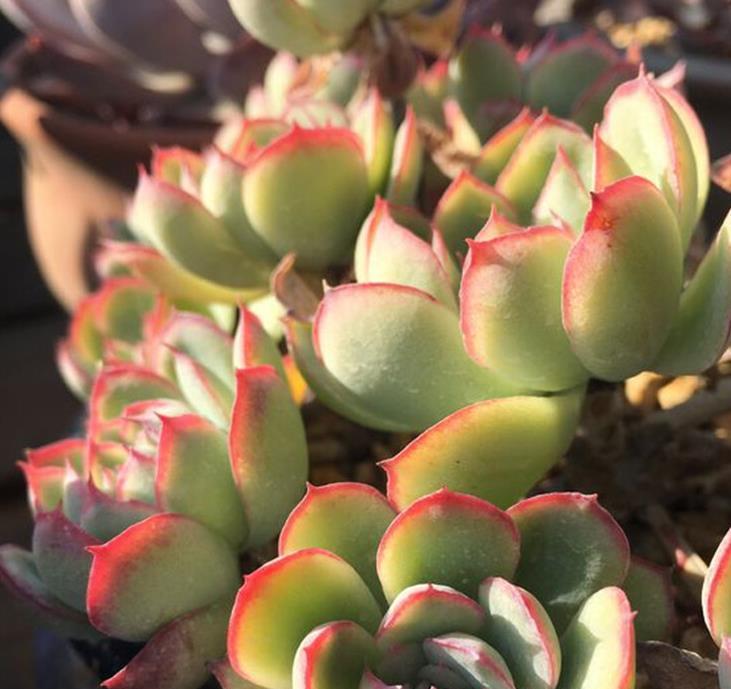 降温后养护多肉,注意“3要素”,叶片变得更肥厚