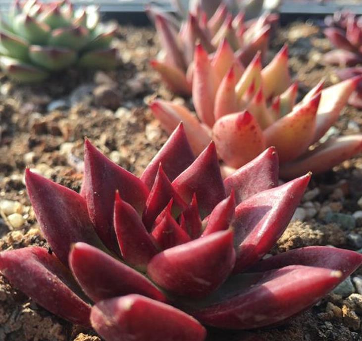 降温后养护多肉,注意“3要素”,叶片变得更肥厚