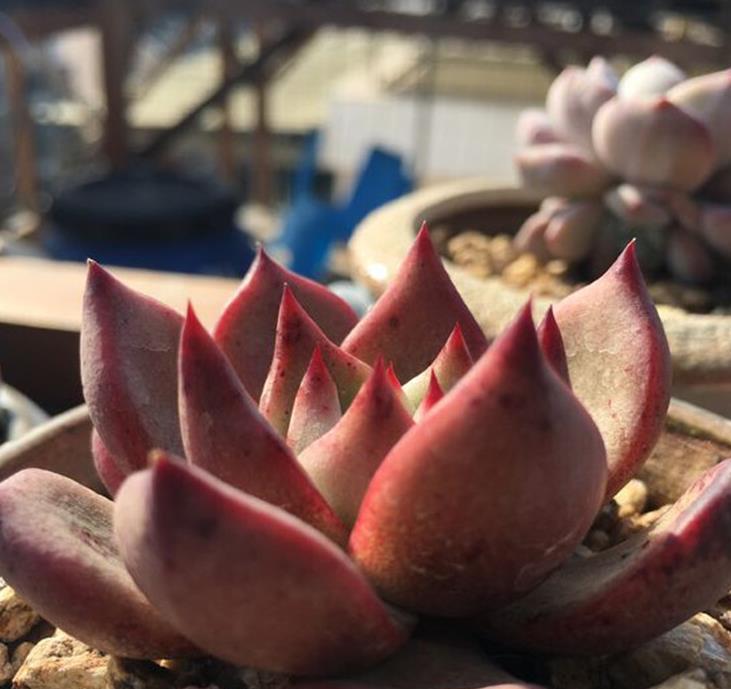 降温后养护多肉,注意“3要素”,叶片变得更肥厚