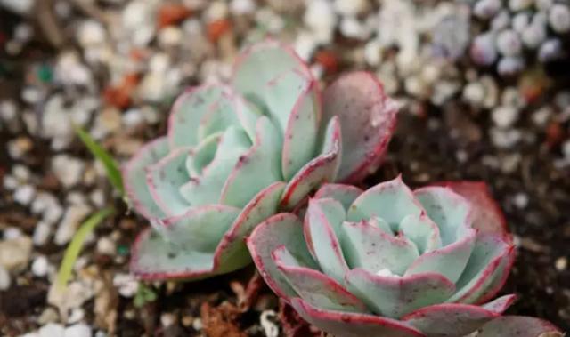 多肉叶插后期如何养护?你知道吗?