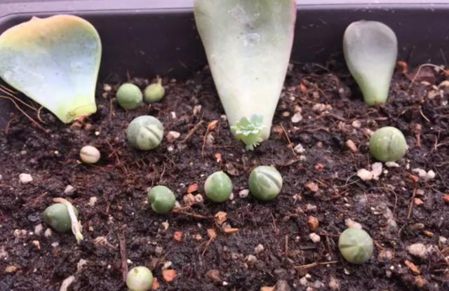 多肉叶插后期如何养护?你知道吗?