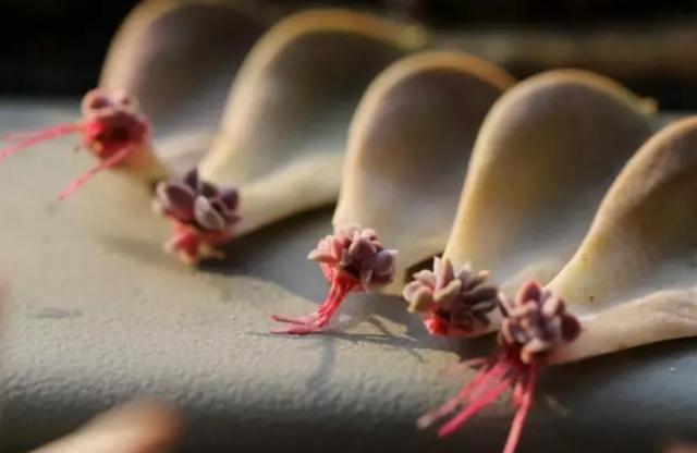 多肉叶插后期如何养护?你知道吗?