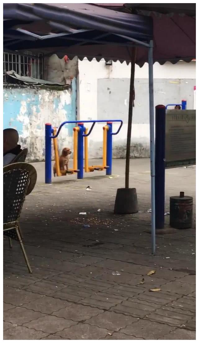 狗坐在锻炼器材上，悠然自得来回晃着，网友：哪是狗，明明是狗精
