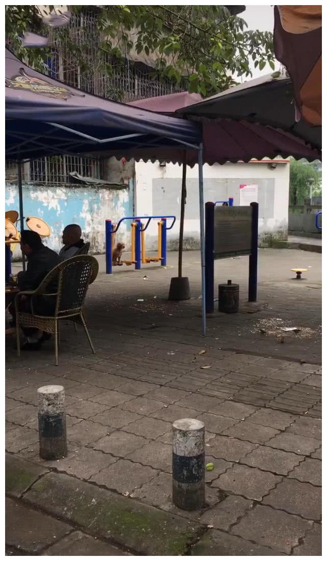 狗坐在锻炼器材上，悠然自得来回晃着，网友：哪是狗，明明是狗精