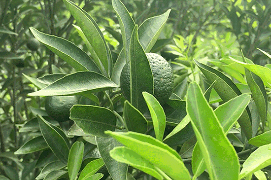 如果你还在喝奶茶，你就out了！这款茶比龙井、铁观音都要火