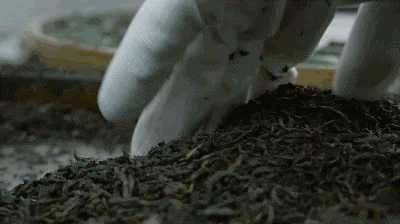 如果你还在喝奶茶，你就out了！这款茶比龙井、铁观音都要火