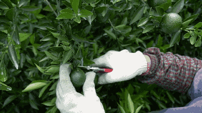 如果你还在喝奶茶，你就out了！这款茶比龙井、铁观音都要火