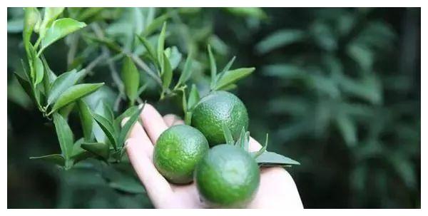 如果你还在喝奶茶，你就out了！这款茶比龙井、铁观音都要火