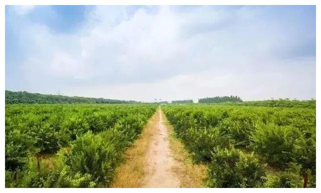 如果你还在喝奶茶，你就out了！这款茶比龙井、铁观音都要火