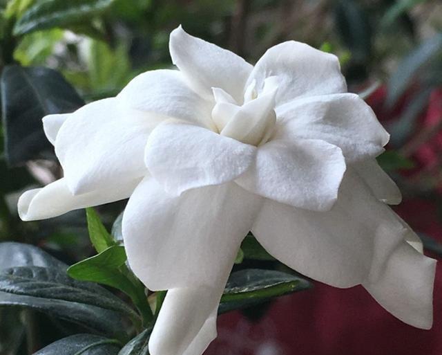 栀子花养护注意事项，学会这“几步”，你也能养好栀子花