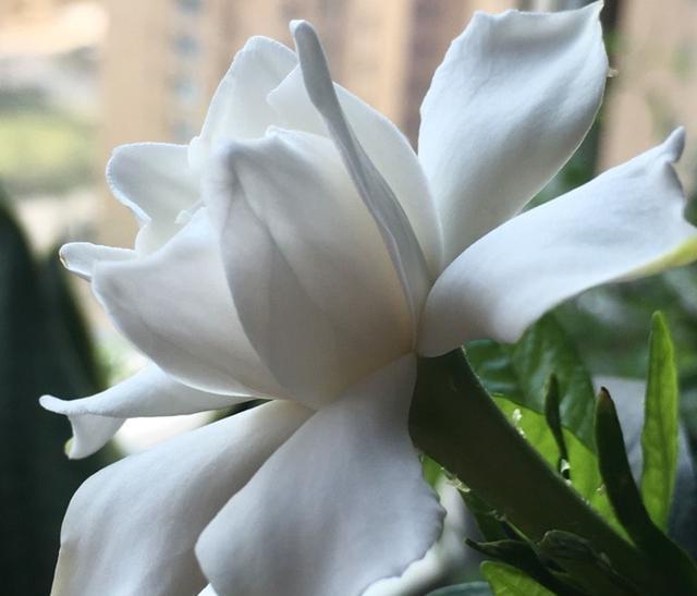 栀子花养护注意事项，学会这“几步”，你也能养好栀子花