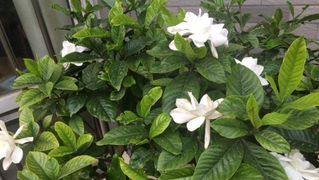 栀子花养护注意事项，学会这“几步”，你也能养好栀子花