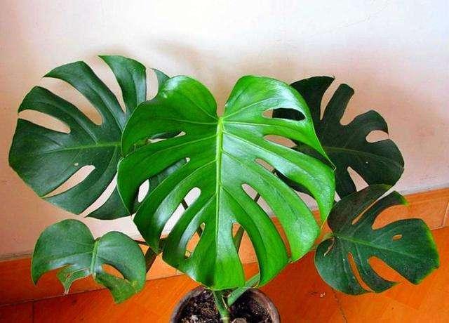 龟背竹冬天养护要注意,做好“细节”,叶片浓绿油亮亮