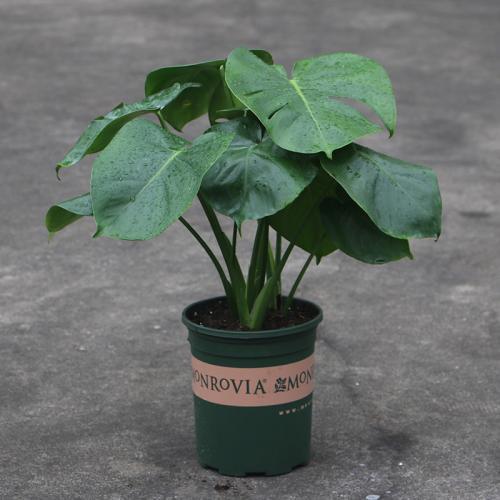 龟背竹冬天养护要注意,做好“细节”,叶片浓绿油亮亮