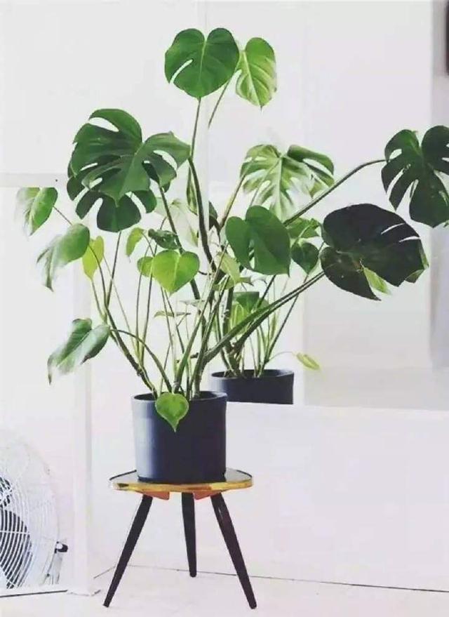 龟背竹冬天养护要注意,做好“细节”,叶片浓绿油亮亮