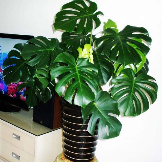 龟背竹冬天养护要注意,做好“细节”,叶片浓绿油亮亮